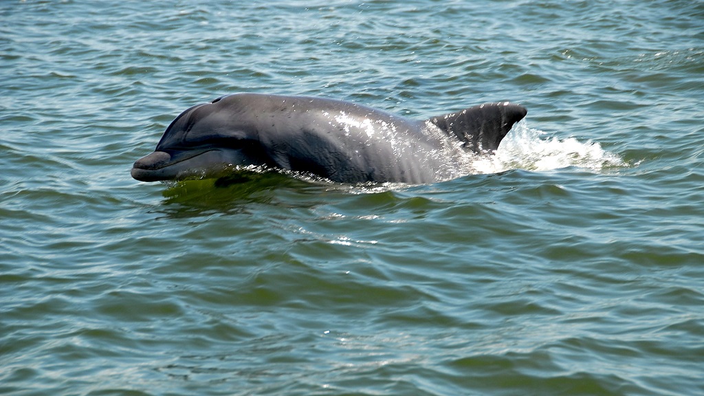 Dolphins Panama City Beach